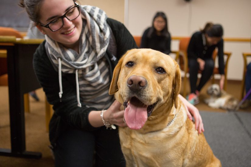 Therapy dog loving the camera