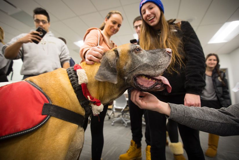 Therapy dog at work